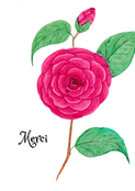 Rose fuchsia pour un merci p&eacute;tillant
